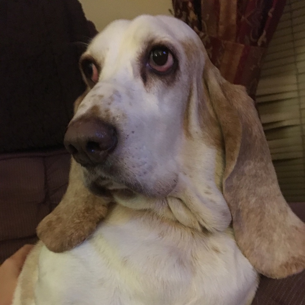 Meet your Posher, Maggie